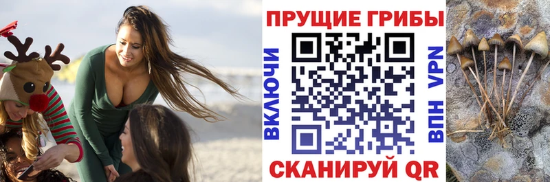 Купить где  Новая Ладога  Псилоцибиновые грибы MAGIC MUSHROOMS 